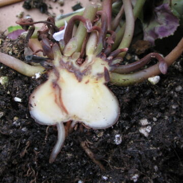05_05_fusarium_i02z