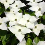 Alla ricerca dei frutti perduti &ndash; Il Cornus Kousa