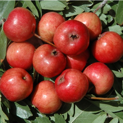 12850_02-Crataegus_Azerolus_AzzeruoloRosso