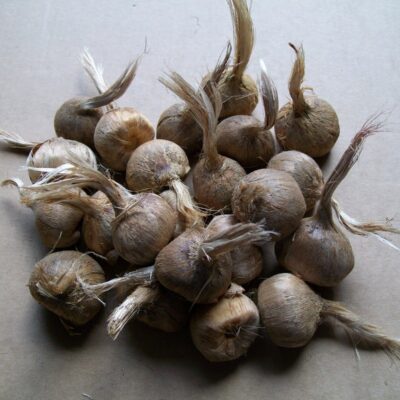 5-Bulbi-Di-Zafferano-Crocus-Sativus-Calibro-7