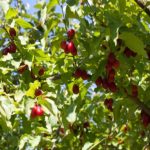ALLA RICERCA DEI FRUTTI PERDUTI &ndash; IL CORNIOLO