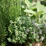 Piante aromatiche: tra profumi sapori e leggende