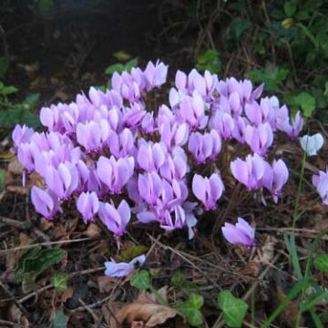 Cyclamen-hedl
