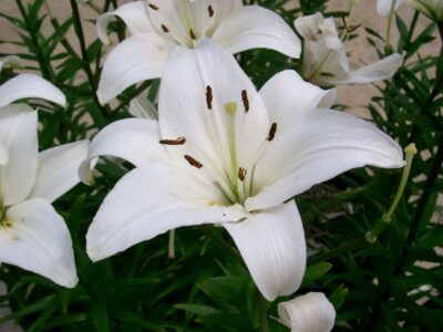 Lilium_'Navona'2