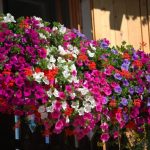 Preparare aiuole e balconi per la Primavera ed Estate