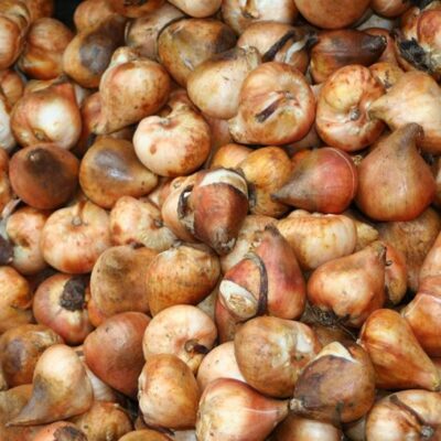 bulbi tulipani