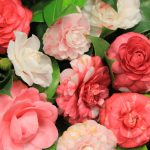 Quali fiori piantare in primavera?