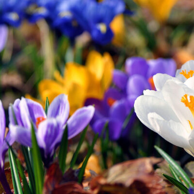 crocus-flowers