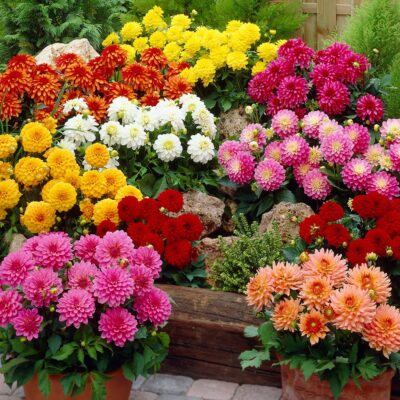 dahlia_gallery_mixed