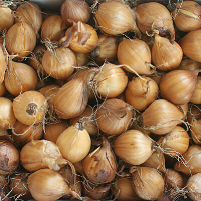 iris-olandez-galben_bulbi