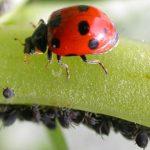 Lotta biologica: proteggere le piante con delle soluzioni naturali