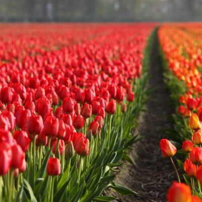 tulips-2546_640