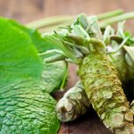 Pianta del Wasabi Wasabia japonica